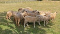 Sheep Under Shade