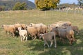 Under Shade Sheep