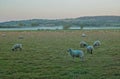 Sheep grazing on the misty morning Royalty Free Stock Photo