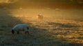 Sheep grazing on the misty morning Royalty Free Stock Photo