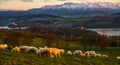 A flock of sheep grazing on a mountain meadow against the backdrop of peaks at sunset Pieniny, Poland Royalty Free Stock Photo