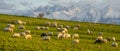 A flock of sheep grazing on a mountain meadow against the backdrop of peaks at sunset Pieniny, Poland Royalty Free Stock Photo