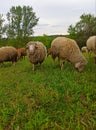 A flock of sheep grazing. Sheep on a mountain meadow, Serbia Royalty Free Stock Photo