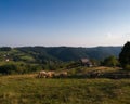 A flock of sheep grazing on a mountain pasture on Mount Ozren Royalty Free Stock Photo