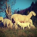 Flock with sheep grazing Royalty Free Stock Photo