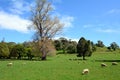 Flock of sheep grazing in a paddock