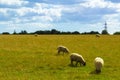 Sheep on a pasture summer day view Kent downs England Royalty Free Stock Photo