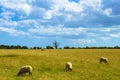 Sheep on a pasture summer day view Kent downs England Royalty Free Stock Photo
