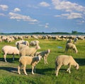 Flock of sheep grazing on pasture Royalty Free Stock Photo