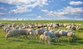 Flock of sheep grazing on pasture Royalty Free Stock Photo