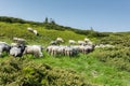 A flock of sheep grazing on the plateau high in the mountains