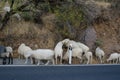Flock of sheep grazing on the roadside