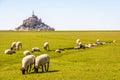 Sheep grazing on the salt meadows close to the Mont Saint-Michel tidal island in Normandy, France Royalty Free Stock Photo