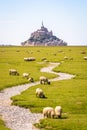 Sheep grazing on the salt meadows close to the Mont Saint-Michel tidal island in Normandy, France Royalty Free Stock Photo