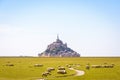 Sheep grazing on the salt meadows close to the Mont Saint-Michel tidal island in Normandy, France