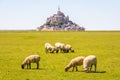 Sheep grazing on the salt meadows close to the Mont Saint-Michel tidal island in Normandy, France Royalty Free Stock Photo