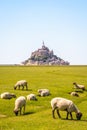 Sheep grazing on the salt meadows close to the Mont Saint-Michel tidal island in Normandy, France Royalty Free Stock Photo