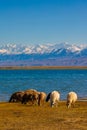 flock of sheep grazing on shore of mountain lake at sunny autumn afternoon, telephoto view with selective focus