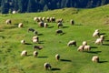 flock of sheep grazing on the steep grassy hill