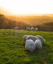 Flock of sheep grazing with the sun at sunset Royalty Free Stock Photo