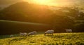 Flock of sheep grazing at sunrise Royalty Free Stock Photo