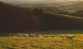 Flock of sheep grazing at sunrise Royalty Free Stock Photo