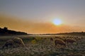 Flock of sheep grazing at sunset Royalty Free Stock Photo