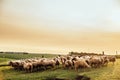 Flock of Sheep grazing at sunset Royalty Free Stock Photo