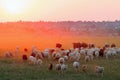 Flock of sheep grazing at sunset Royalty Free Stock Photo