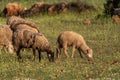 Flock of sheep grazing at sunset Royalty Free Stock Photo