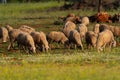 Flock of sheep grazing at sunset Royalty Free Stock Photo
