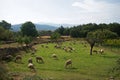 Flock of sheep in the green field