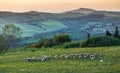 Flock of sheep on the green field in Tuscany at sunset, Italy. Royalty Free Stock Photo