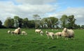 A flock of sheep in the green fields