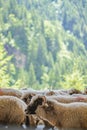 Flock of sheep, green forest in the background