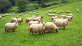 Flock of sheep Royalty Free Stock Photo