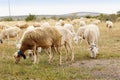 Flock of sheep Royalty Free Stock Photo