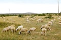 Flock of sheep Royalty Free Stock Photo