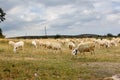 Flock of sheep Royalty Free Stock Photo