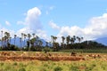 A flock of sheep guided by a shepherd grazing in the pastures