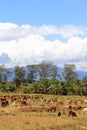 A flock of sheep guided by a shepherd grazing in the pastures