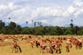 A flock of sheep guided by a shepherd grazing in the pastures