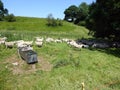 Flock of sheep heading to feeding trough Royalty Free Stock Photo