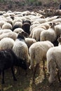Flock of sheep upon heath near Havelte, Holland