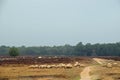 A flock of sheep at the heather crossing a path during grze Royalty Free Stock Photo