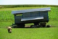 Flock of sheep heaving rest in the shadow of a wooden trailer