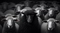 Flock of sheep in a herd. Black and white photo. Generative AI Royalty Free Stock Photo
