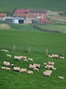 Flock of sheep Royalty Free Stock Photo