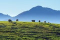 Flock of sheep on a hill, New Zealand Royalty Free Stock Photo