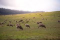 A flock of sheep on a hill